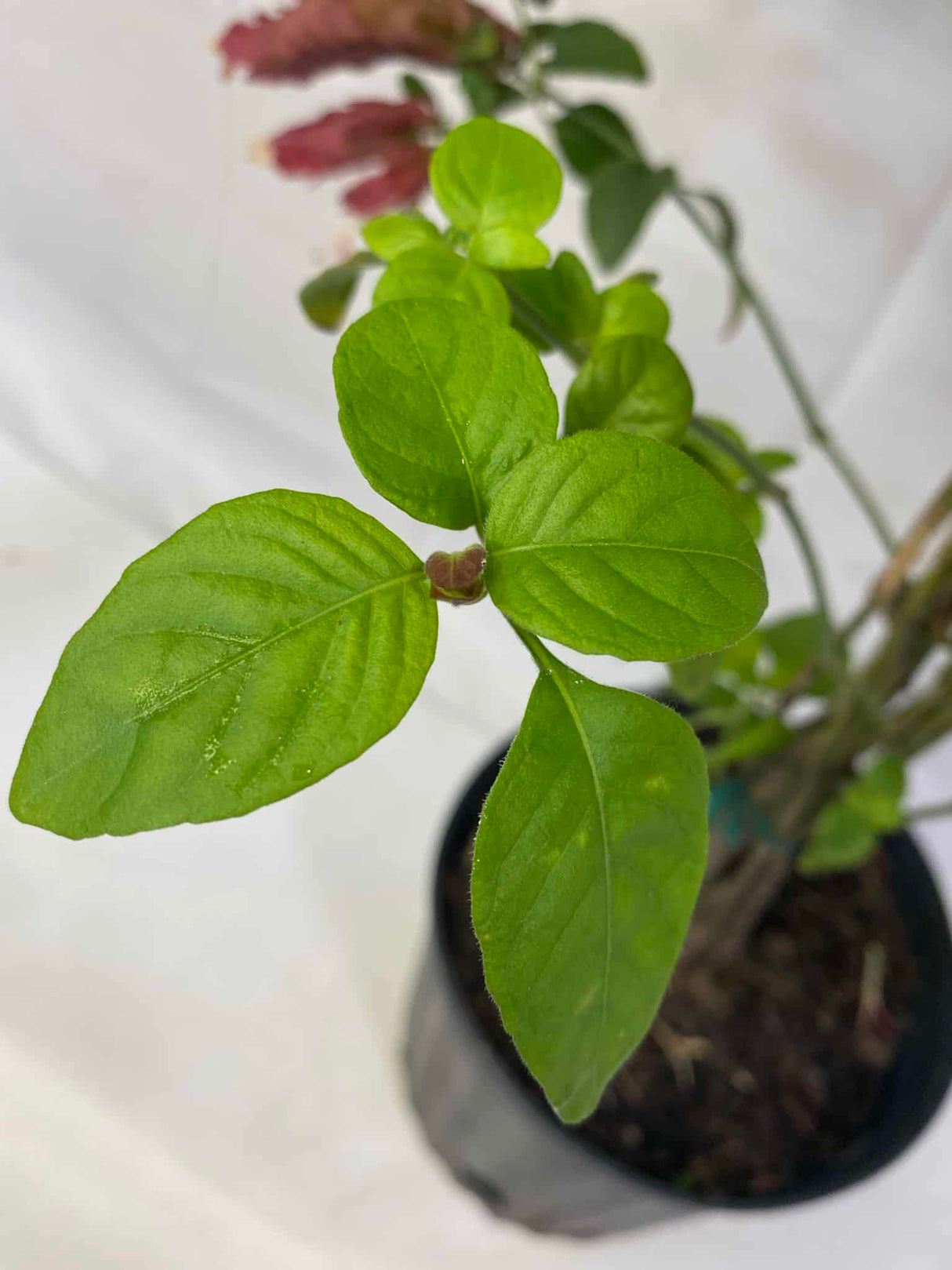 Shrimp Plant