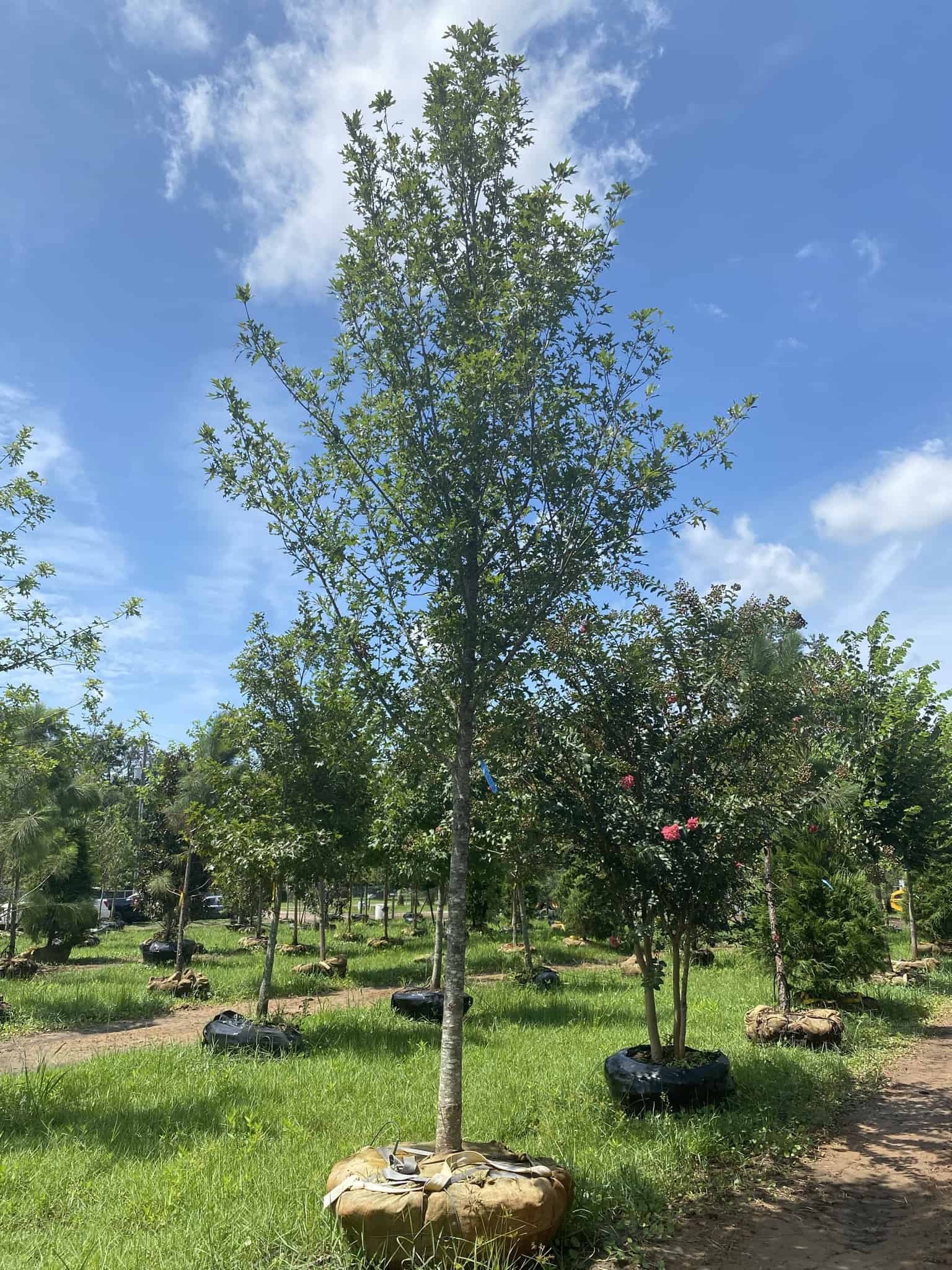 Shumard Oak Tree – Liberty Landscape Supply