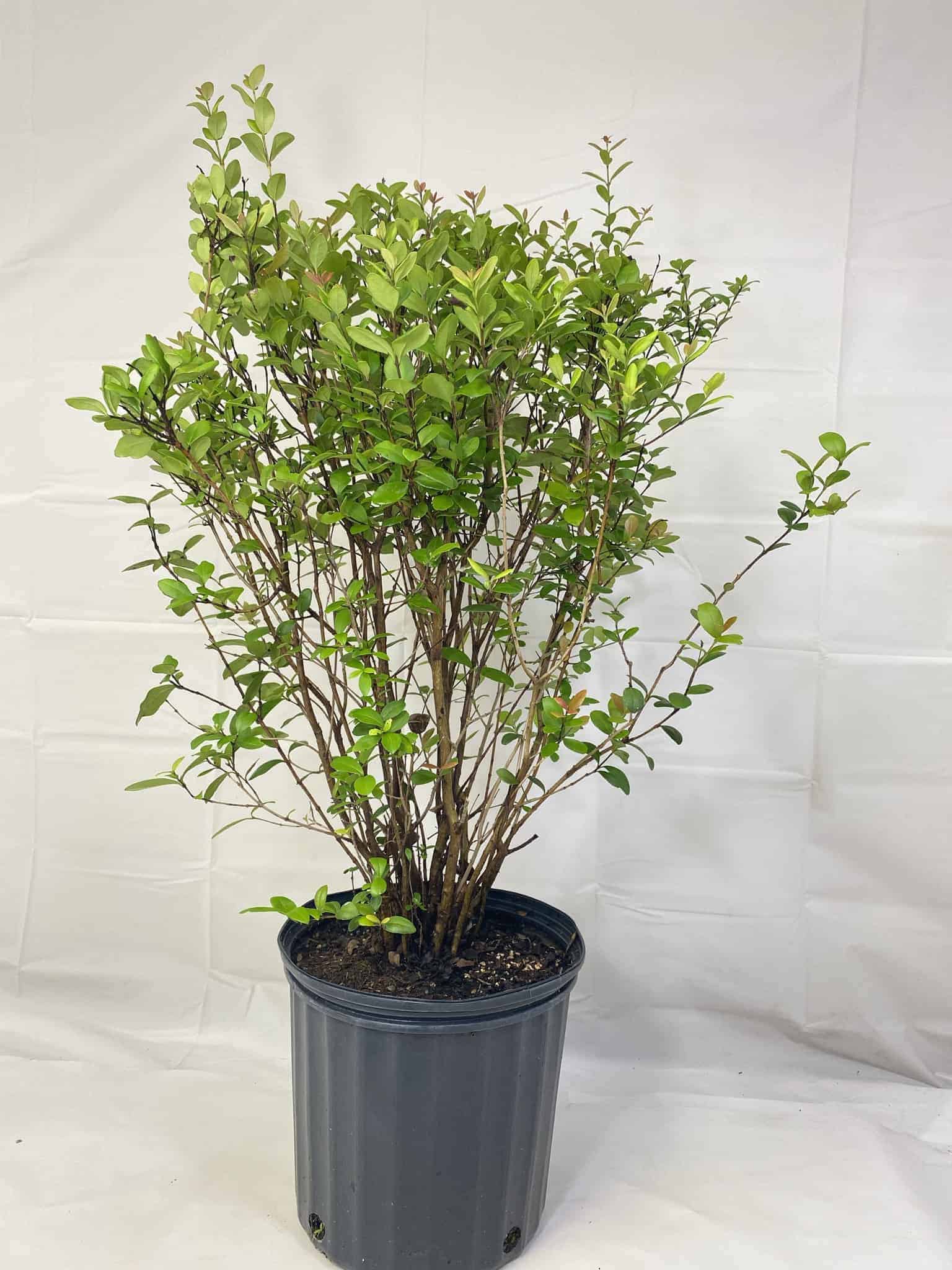 Simpson's Stopper – Liberty Landscape Supply