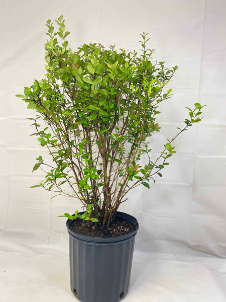 Simpson's Stopper – Liberty Landscape Supply