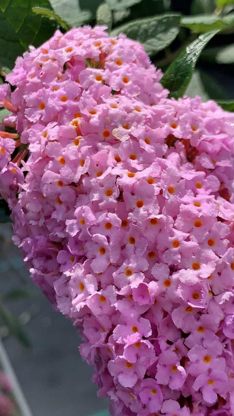 Buddleia