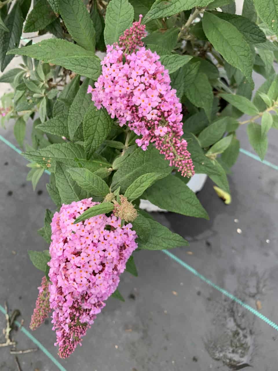 Buddleia