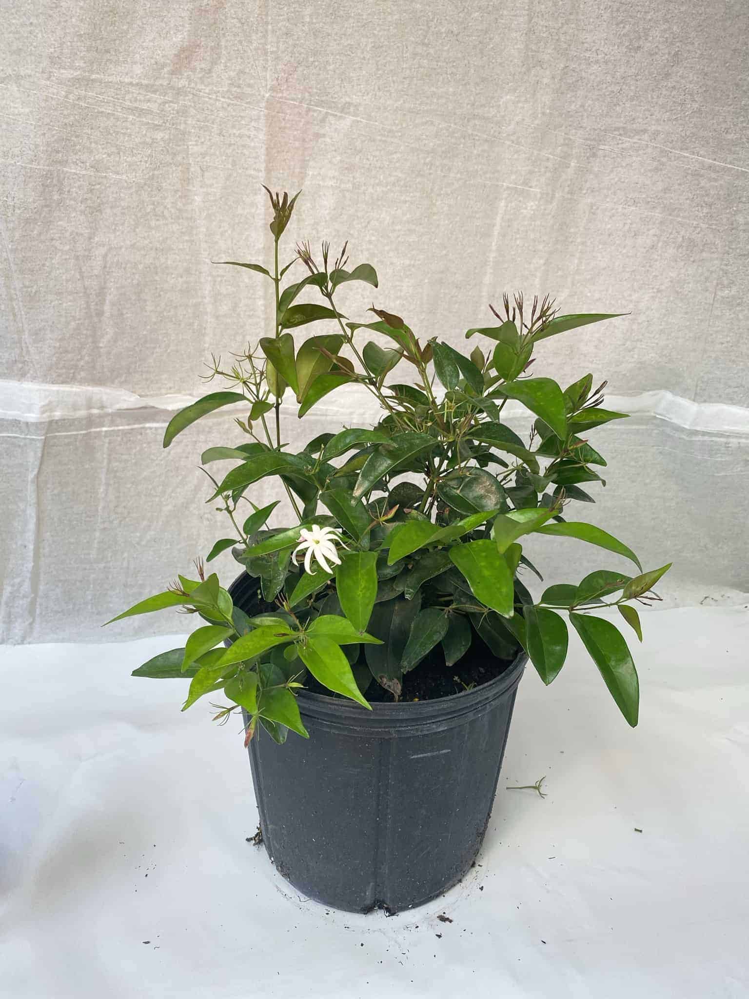 Jasmine Shining Star – Liberty Landscape Supply