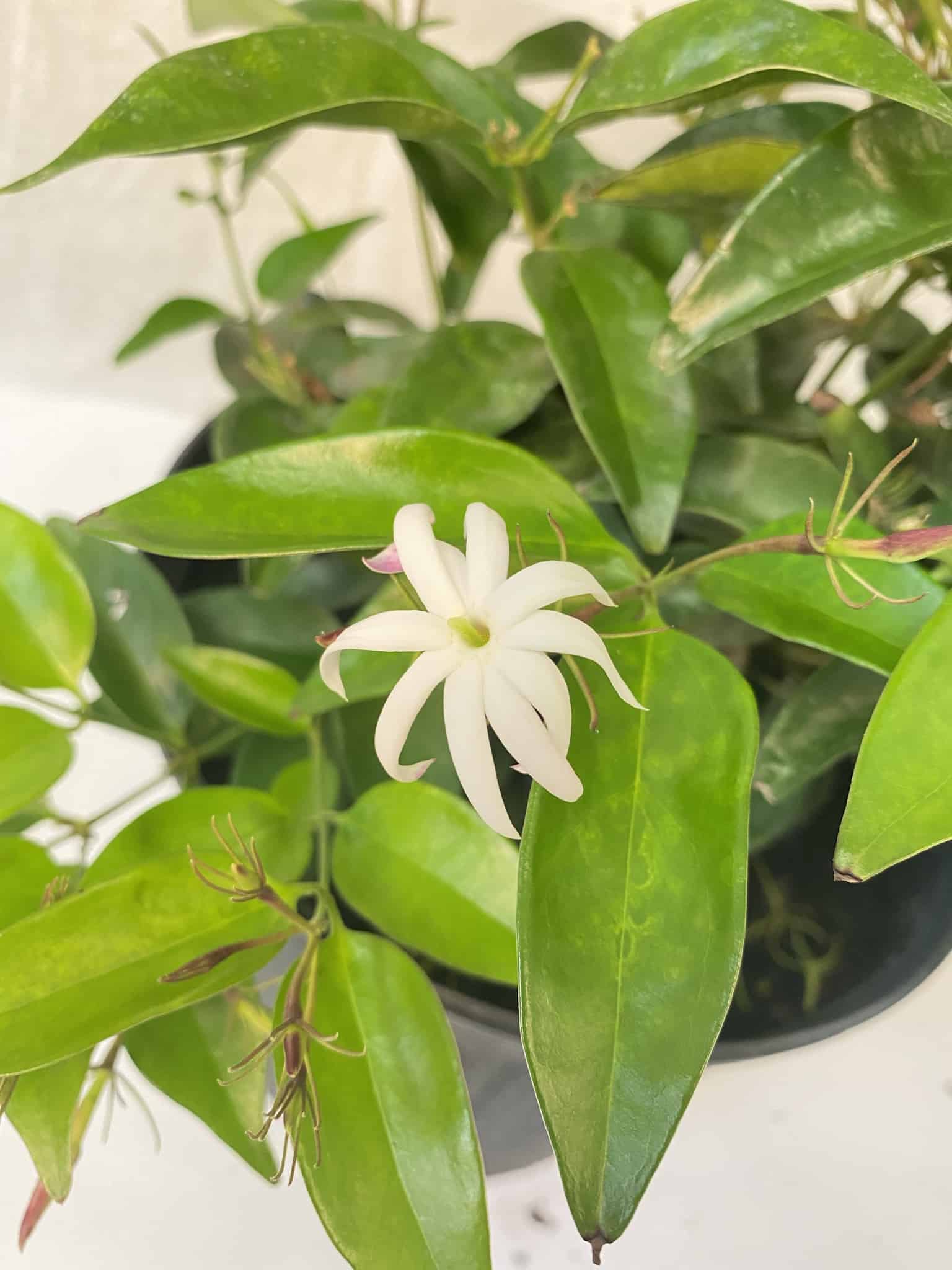 Jasmine 'Shining Star' – Liberty Landscape Supply