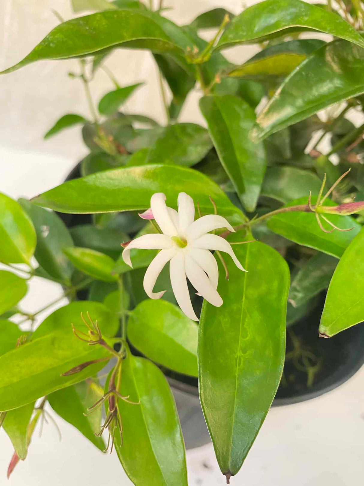 Star Jasmine