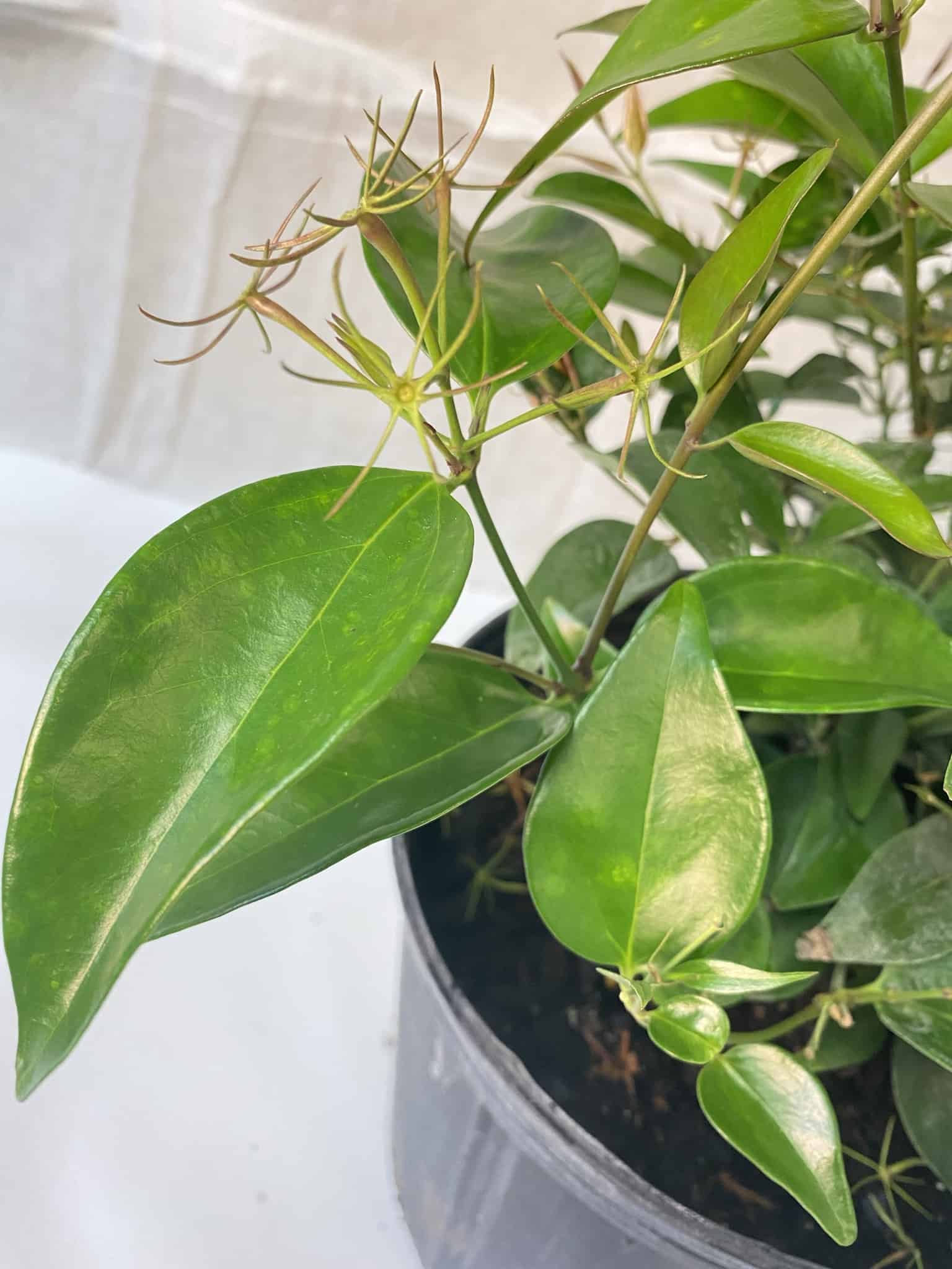 Jasmine Shining Star – Liberty Landscape Supply