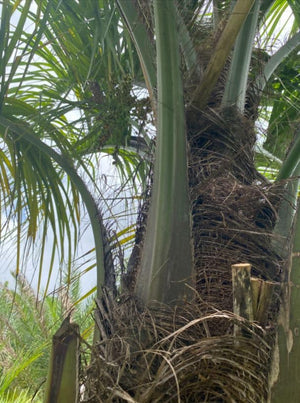 Dwarf Sugar Palm