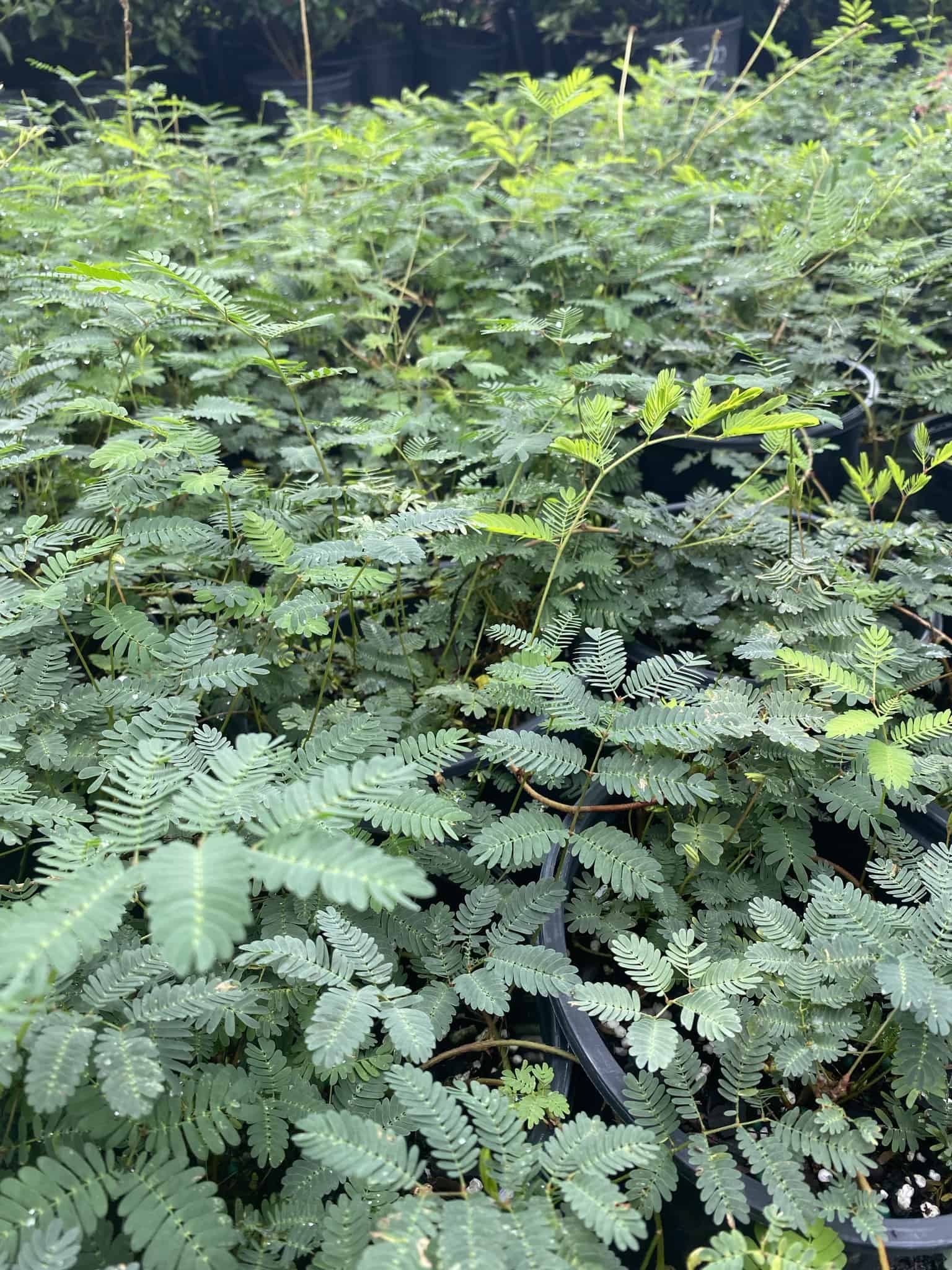 Sunshine Mimosa – Liberty Landscape Supply