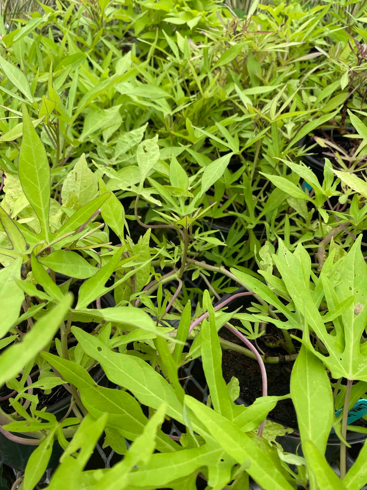 Sweet Potato Vine