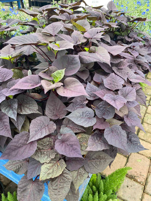 Sweet Potato Vine