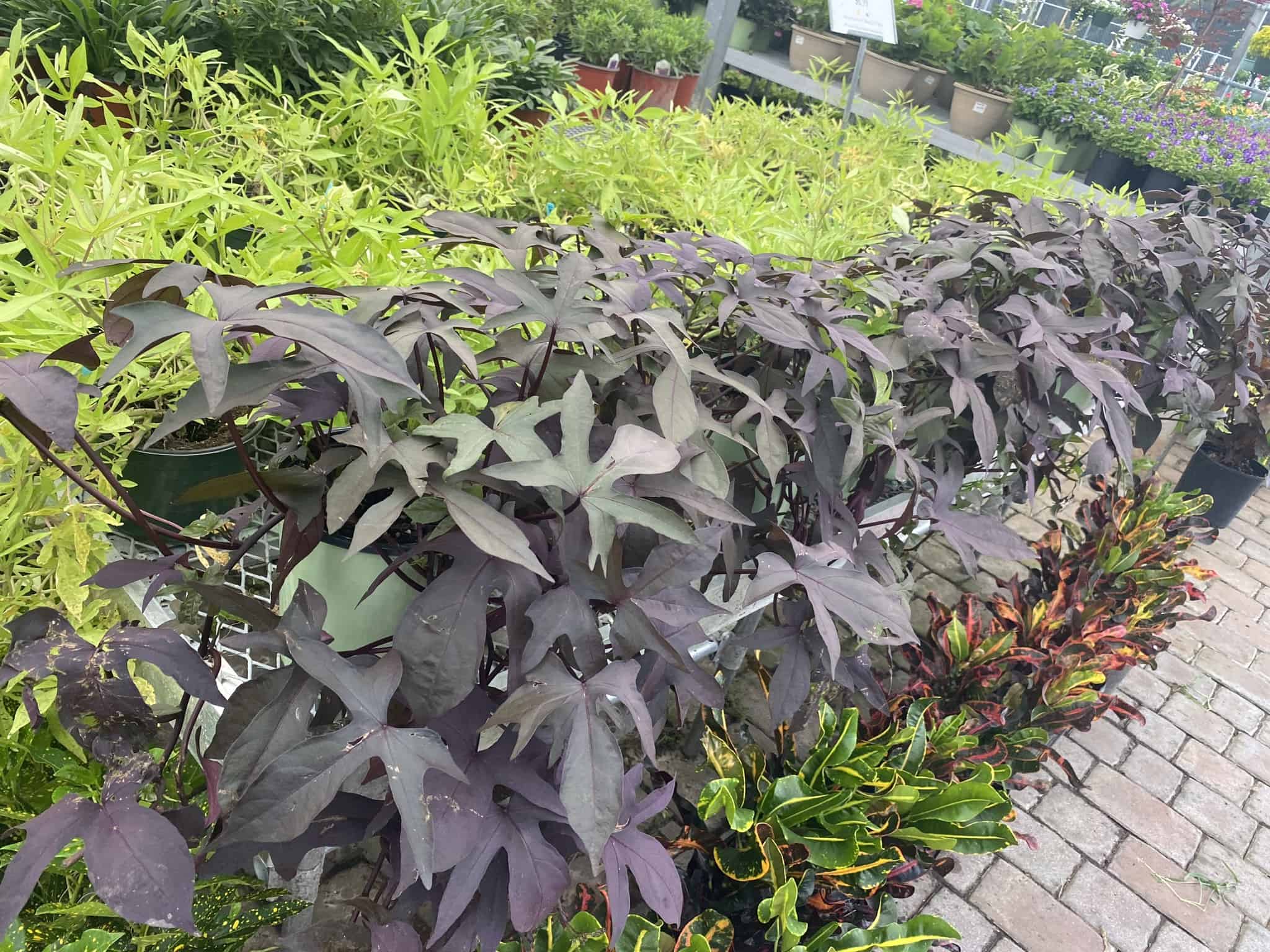 Sweet Potato Vine – Liberty Landscape Supply