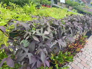 Sweet Potato Vine