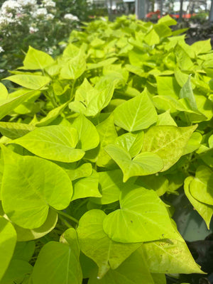 Sweet Potato Vine