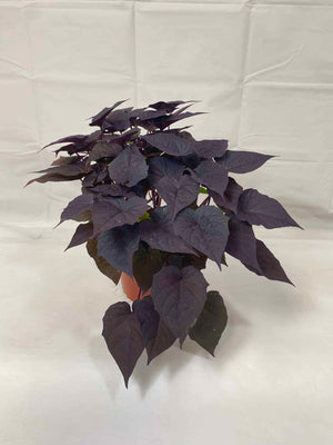 Sweet Potato Vine