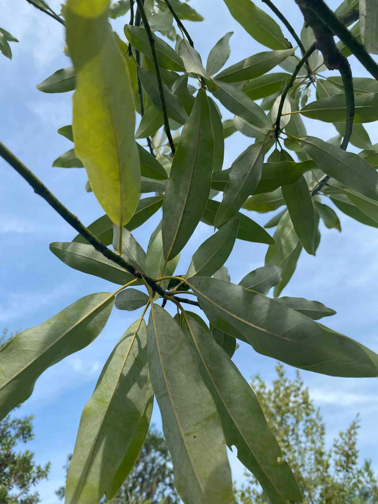 Sweetbay Magnolia