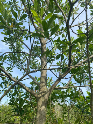 Sweetbay Magnolia