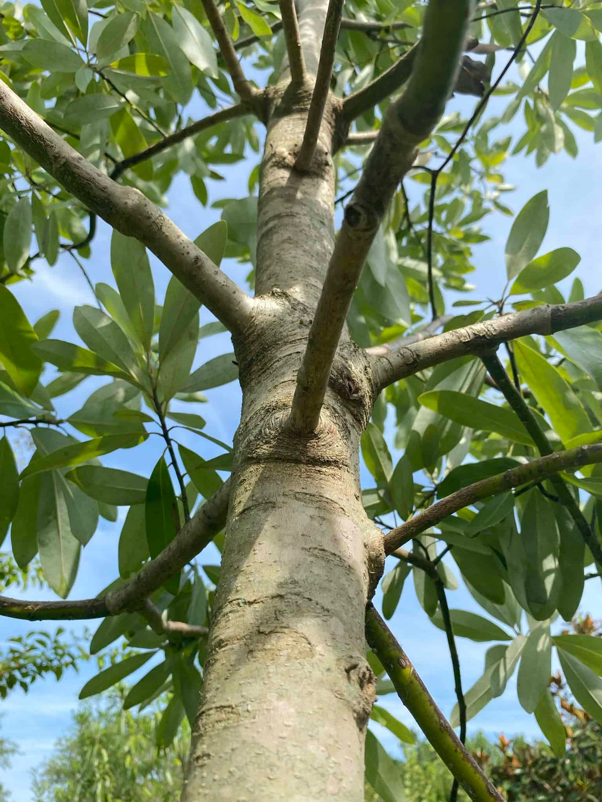 Sweetbay Magnolia