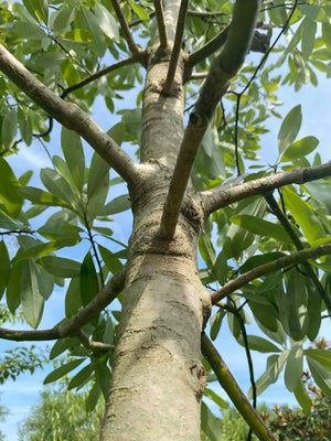 Sweetbay Magnolia