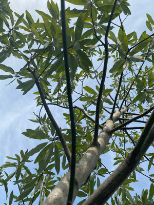 Sweetbay Magnolia