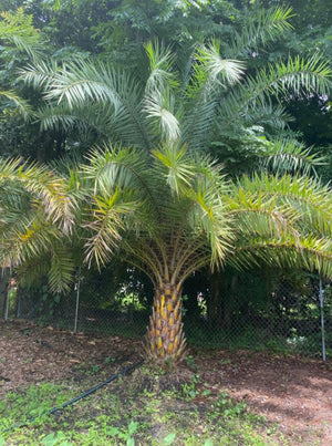 Sylvester Date Palm