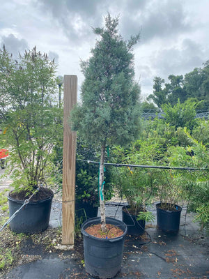 Topiary tree for sale