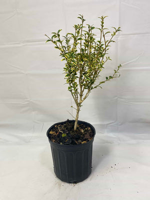 Japanese Boxwood