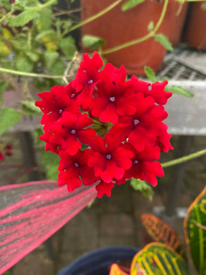 Verbena