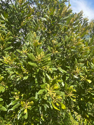 Wax Myrtle