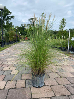 White Fountain Grass