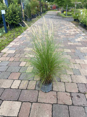 White Fountain Grass