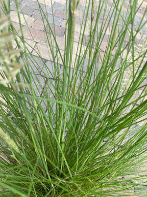 White Fountain Grass