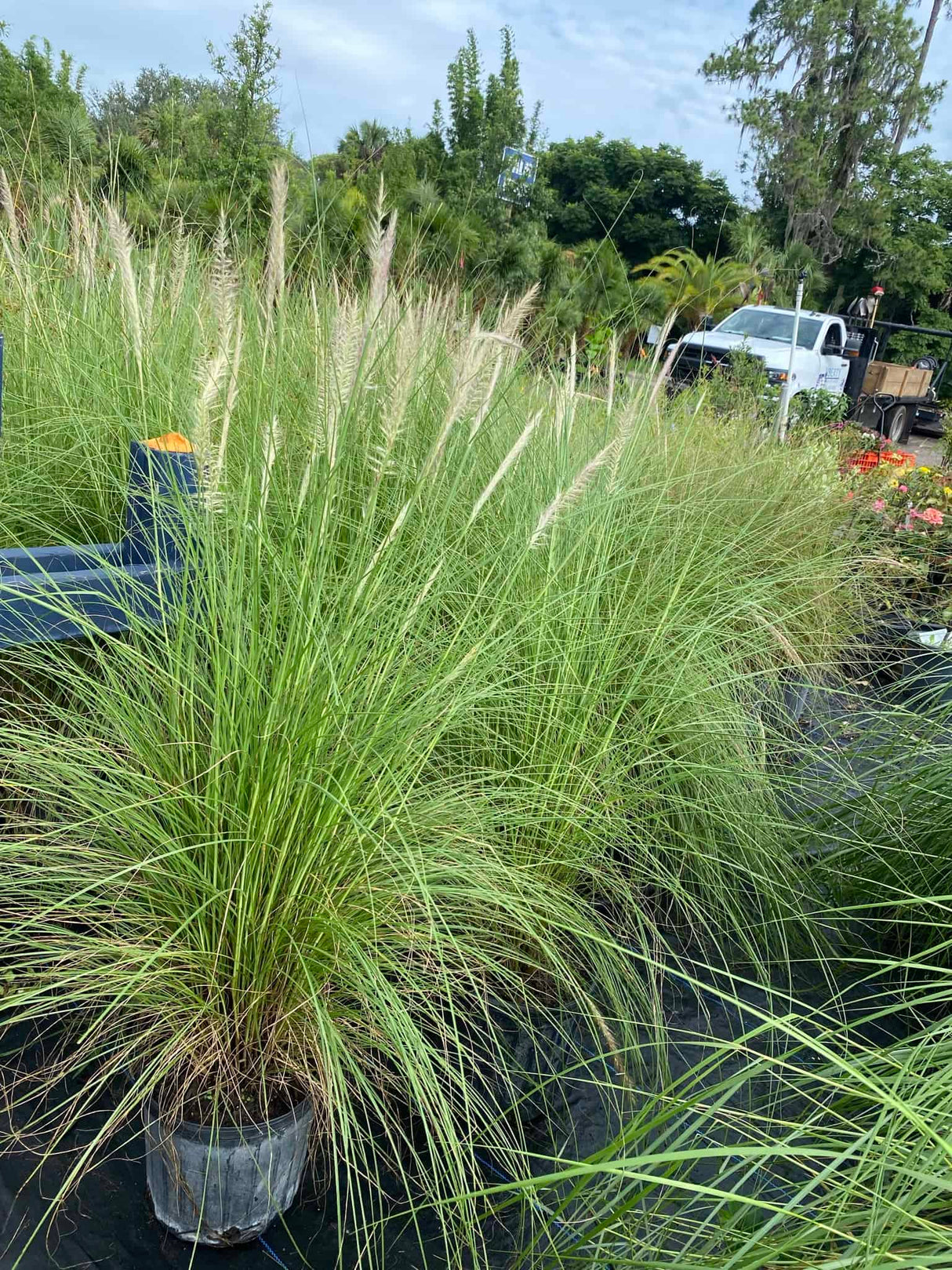 White Fountain Grass