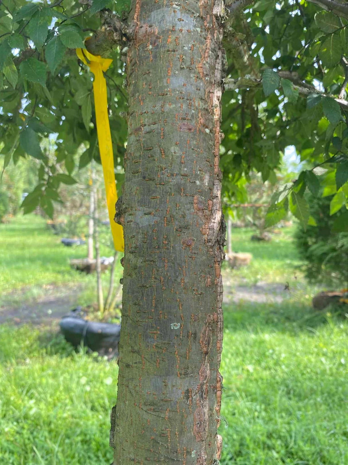 Winged Elm