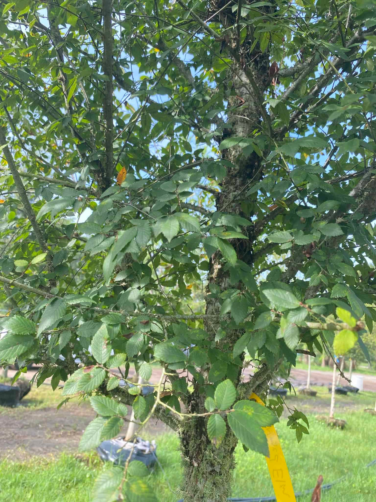 Winged Elm