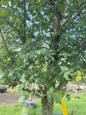 Winged Elm