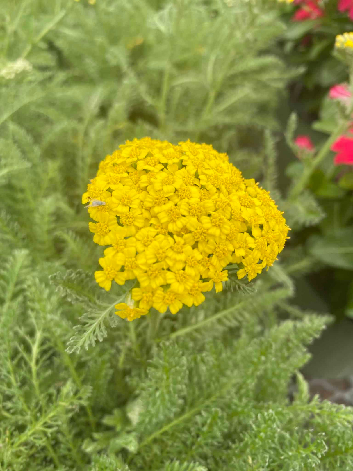 Yarrow