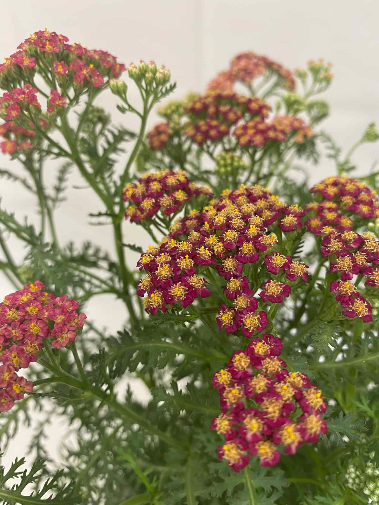 Yarrow