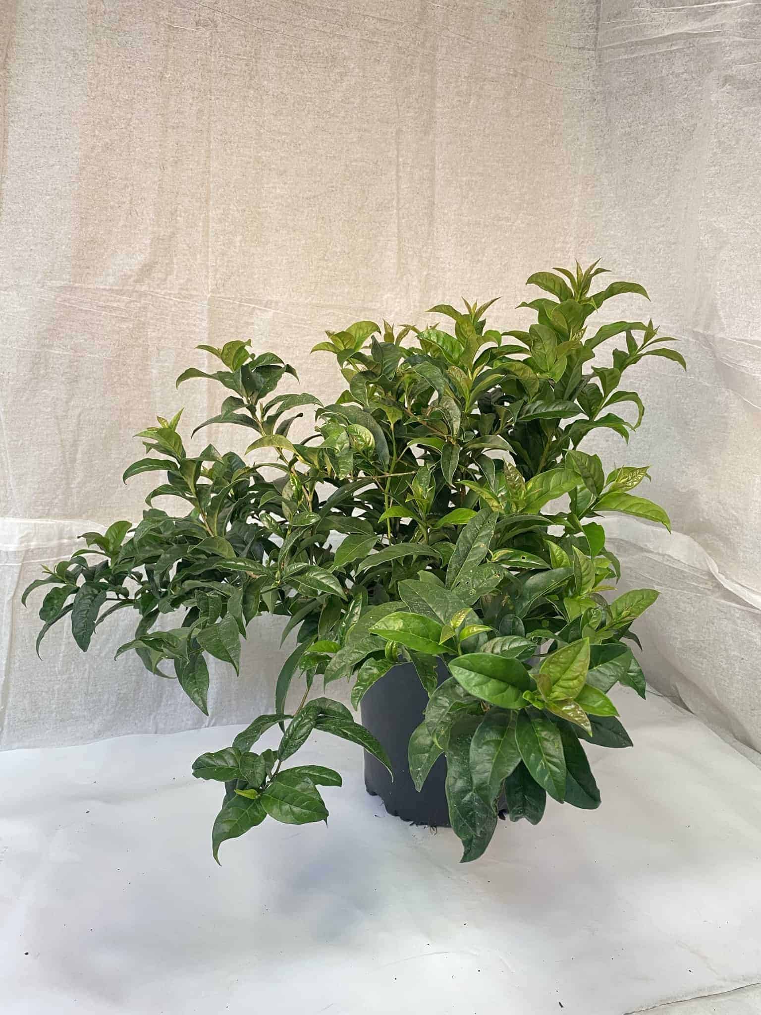 Plants – Page 29 – Liberty Landscape Supply