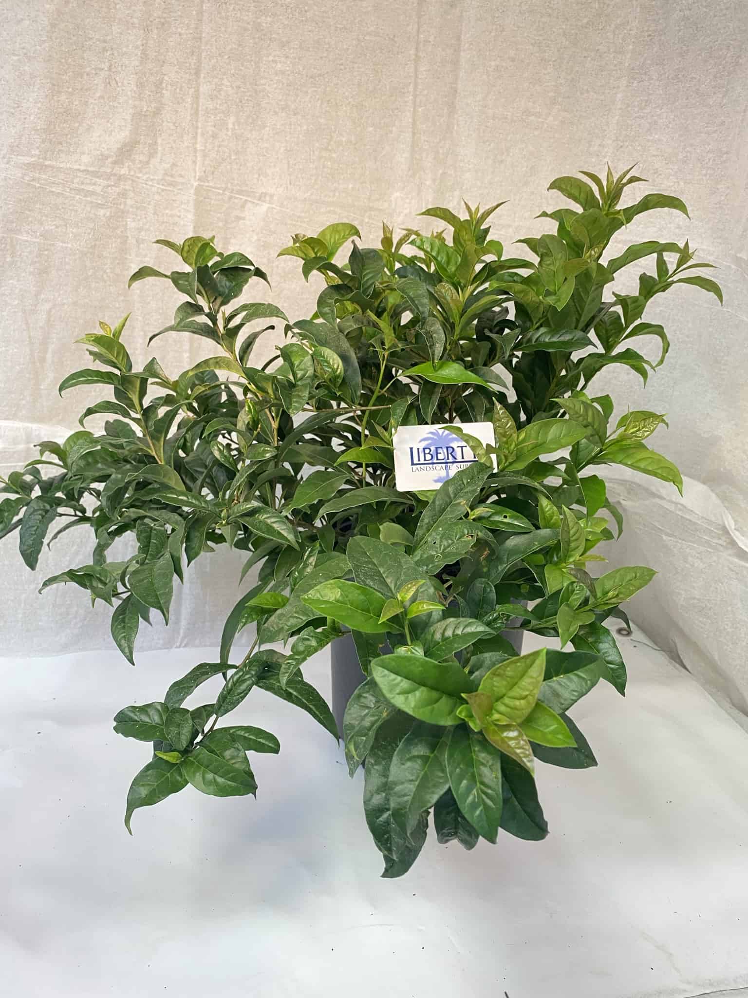 Yesterday Today Tomorrow – Liberty Landscape Supply