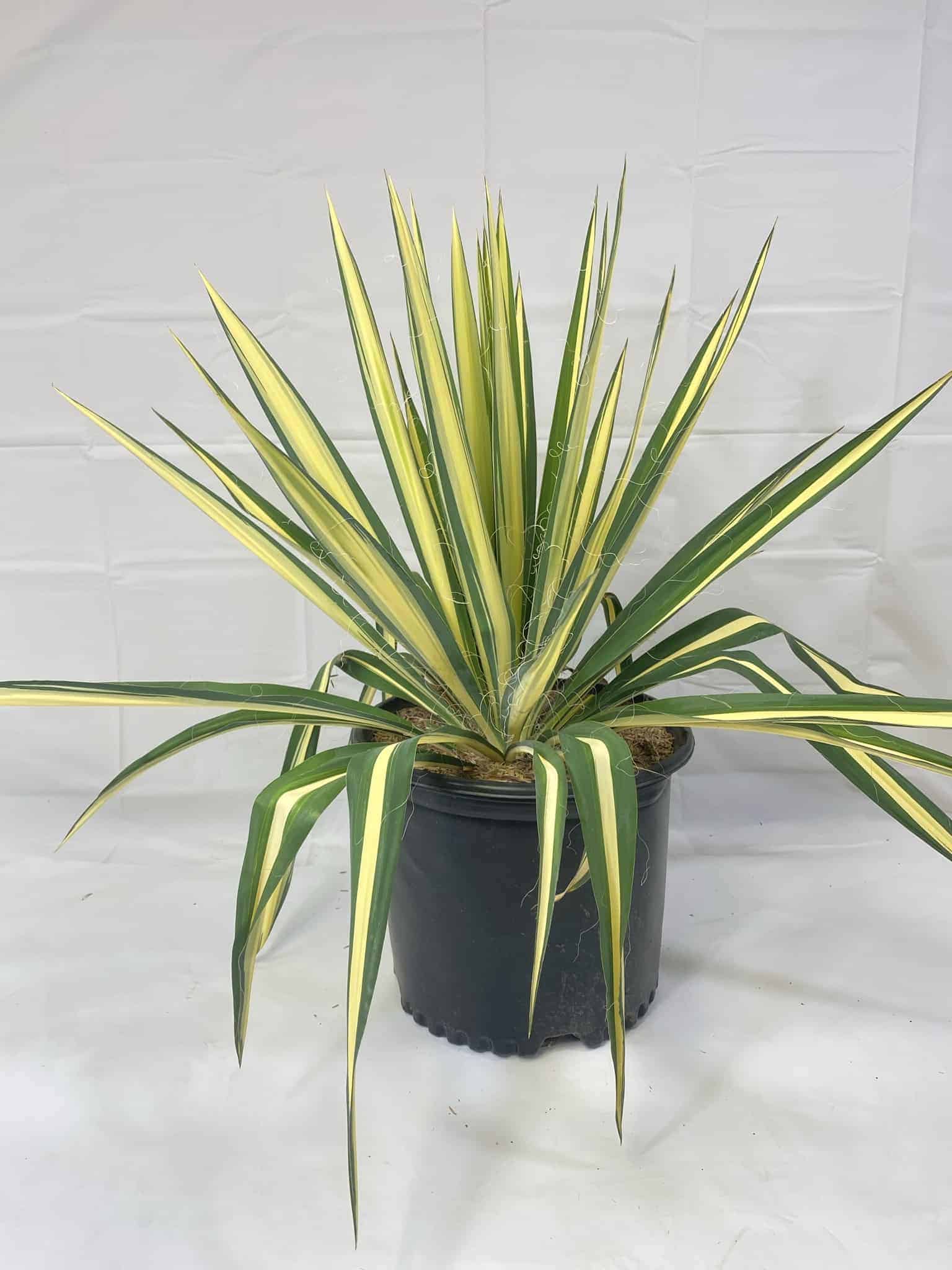ユッカフィラメントゥーサバリエガータ大株 Yucca – Liberty Landscape Supply