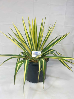 Yucca Filamentosa