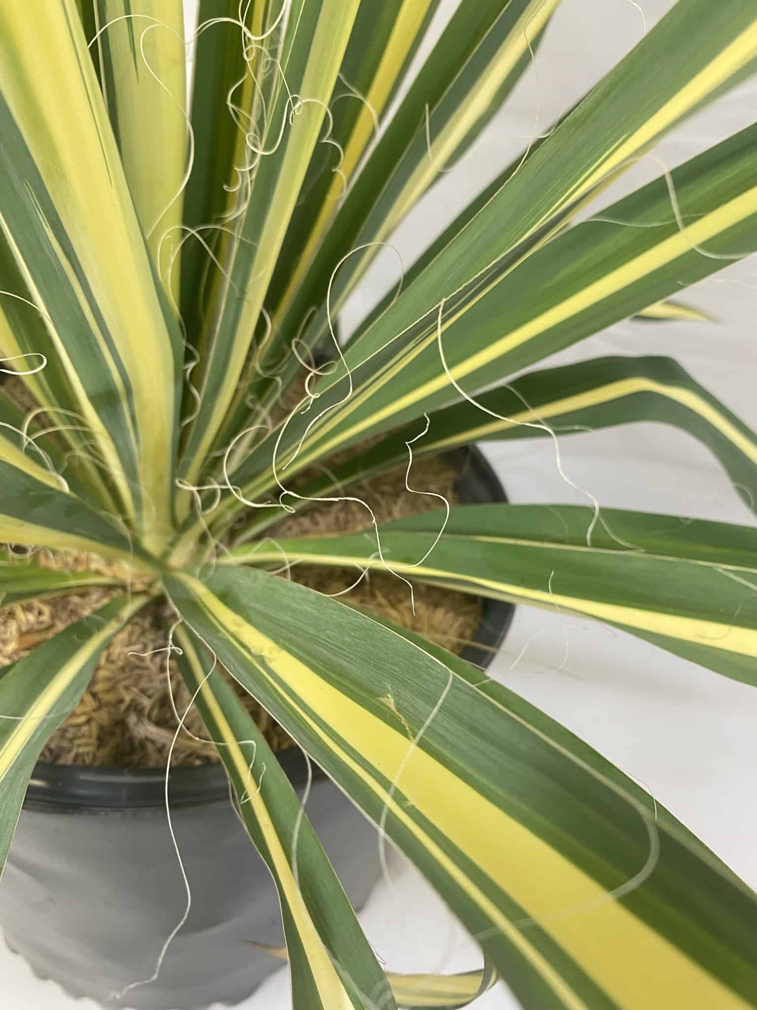 Yucca – Liberty Landscape Supply