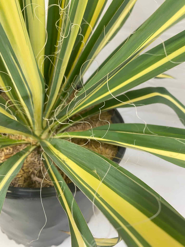 Yucca – Liberty Landscape Supply