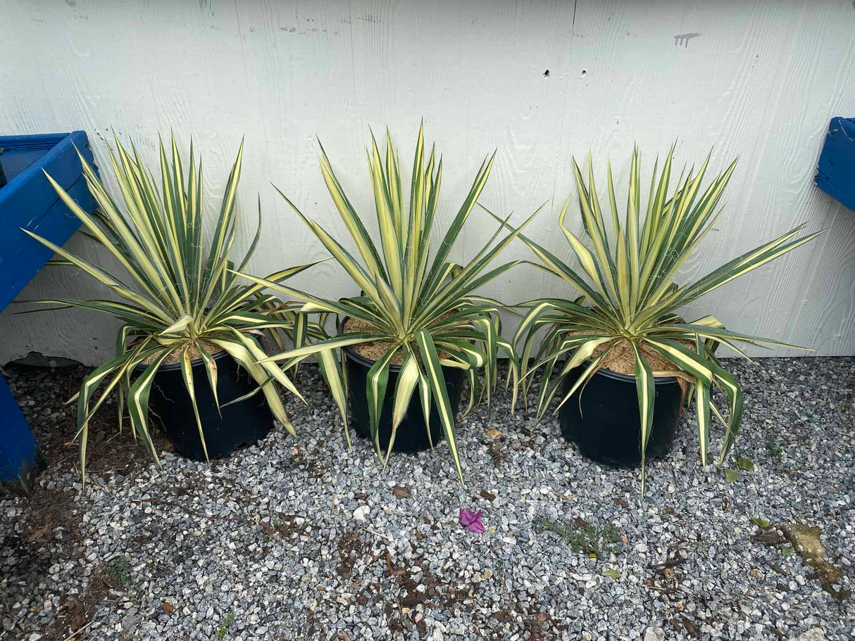 Yucca Filamentosa