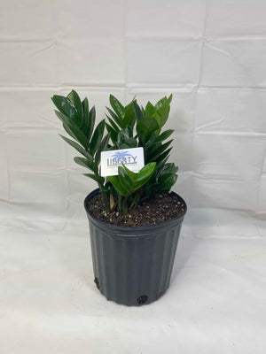 where can i buy zz plant uniontown pa ZZ Plant – Liberty Landscape Supply