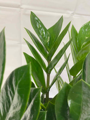 white spots on zz plant leaves ZZ Plant – Liberty Landscape Supply