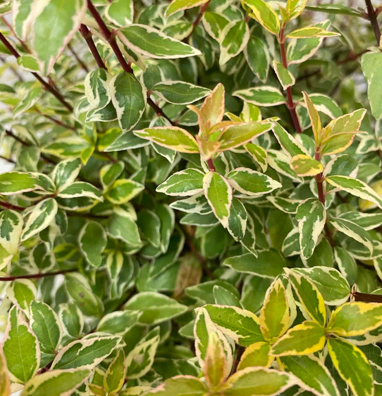 variegated specialty leaves of abelia plant 