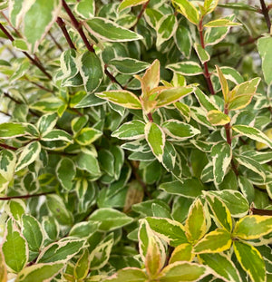 variegated specialty leaves of abelia plant 