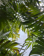 Adonidia Christmas Tree Palm leaves
