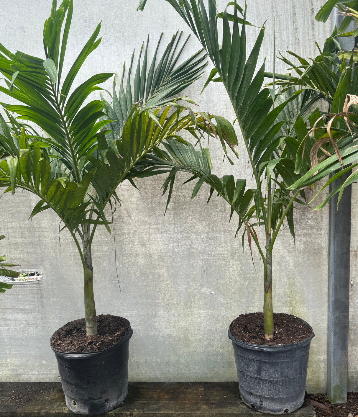 Christmas Tree Palm in 15-gallon bucket